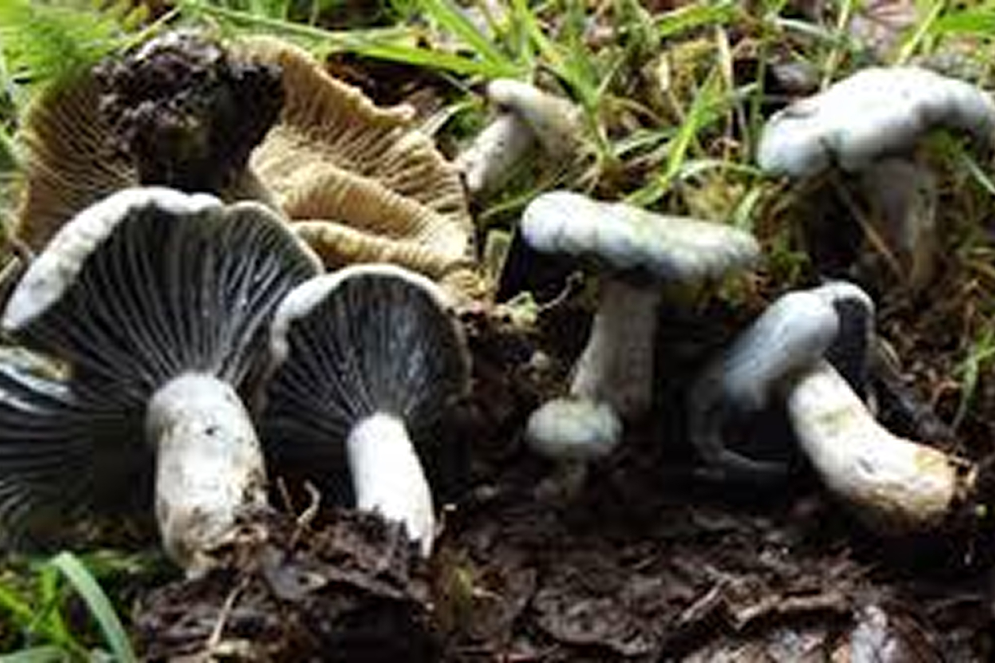 Mushroom Foraging 1
