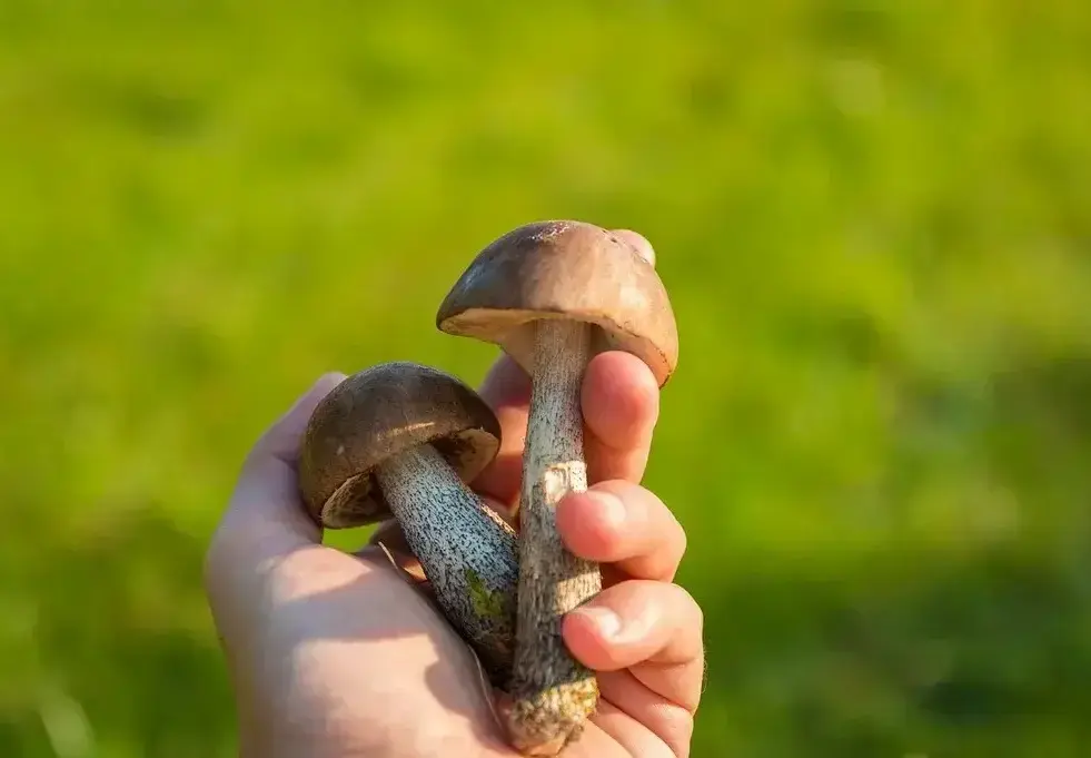 Mushrooms forest the collection of nature landscapes f7bec1 1024